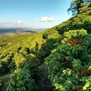 Coffee elevation in beautiful landscape