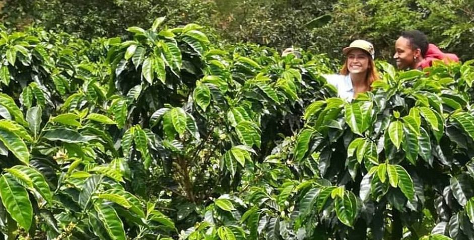 Producer and coffee bean buyer in a coffee crop