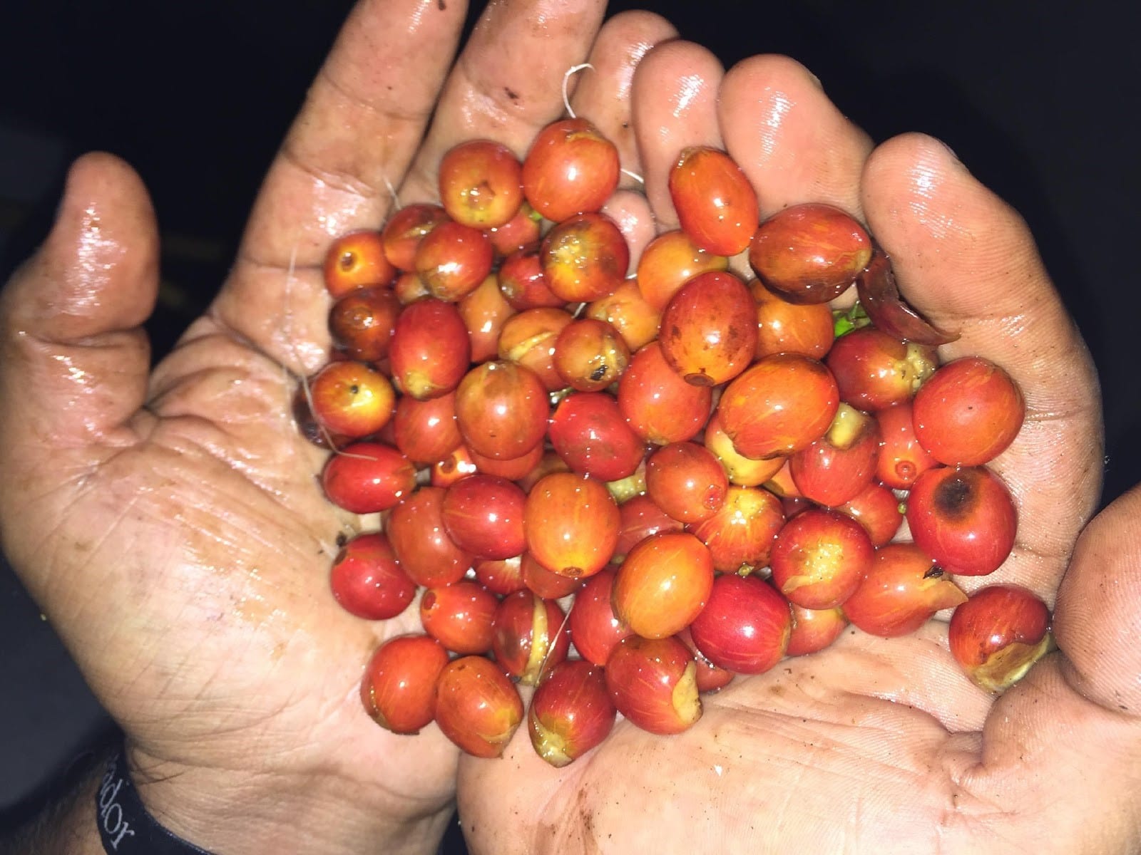 variedad de borbon naranja