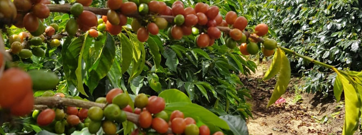 Ripe coffee cherries in a branch
