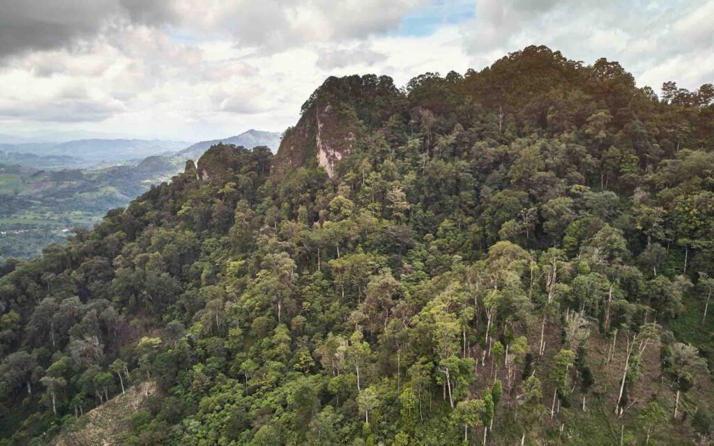 A coffee farm in a jungle setting.