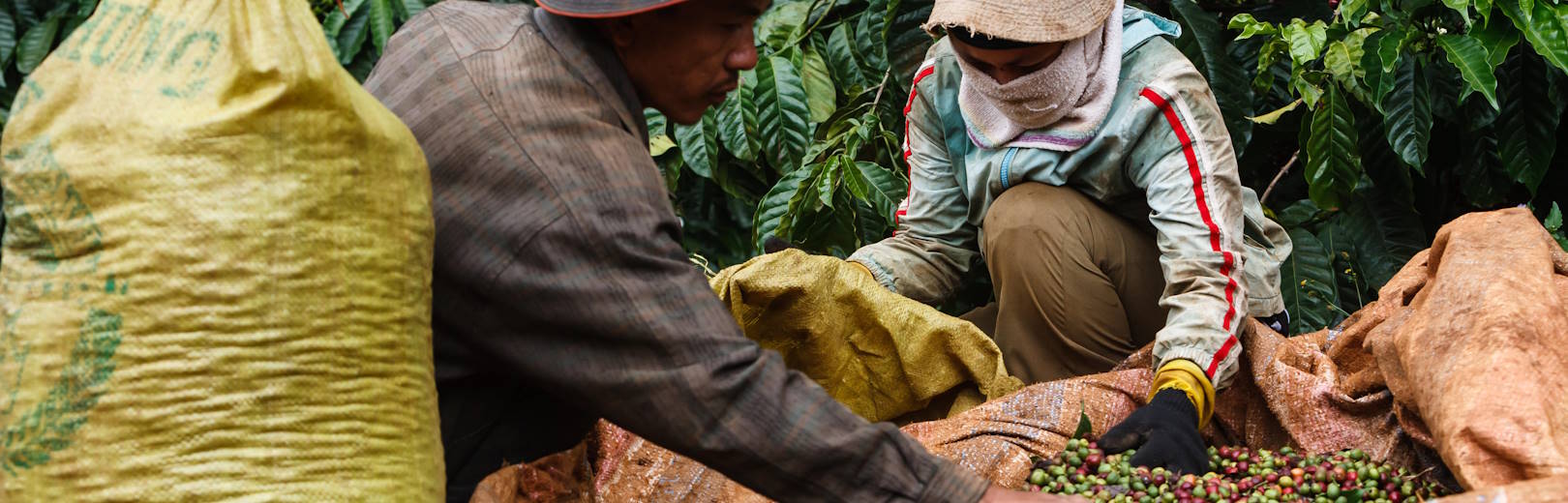 Vietnamese producers place coffee cherries into plastic bags.