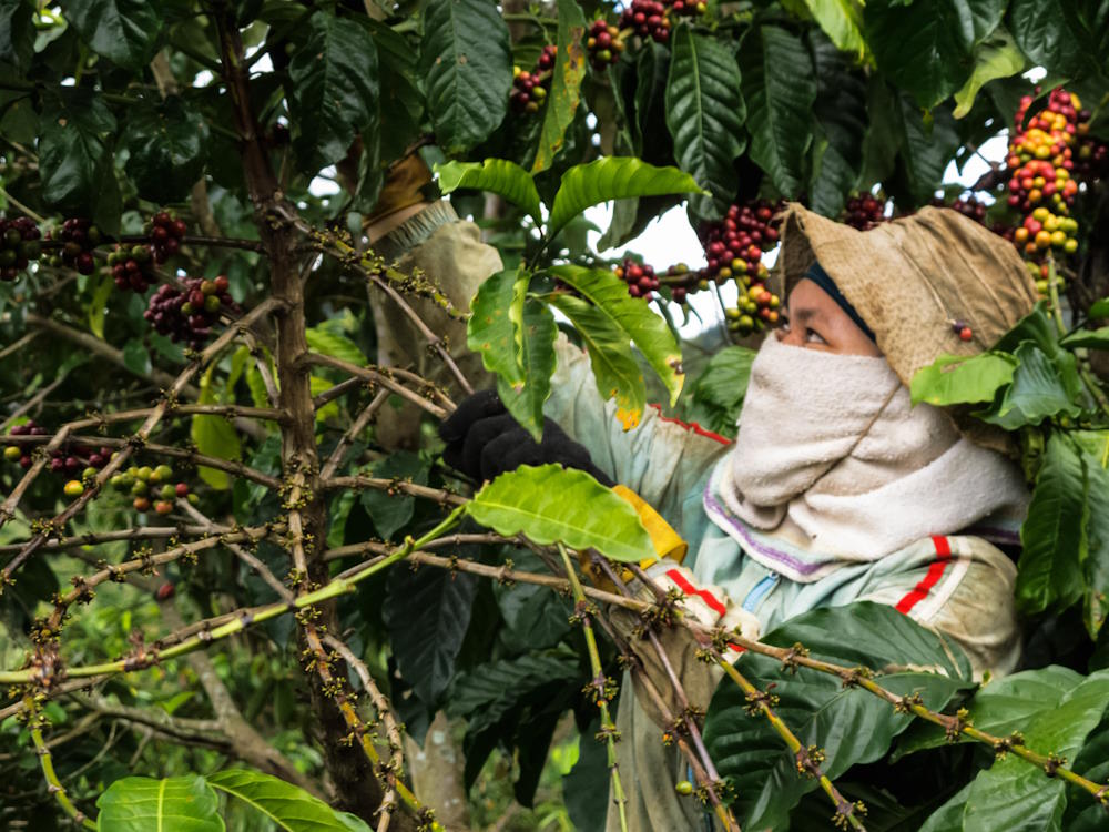 A Vietnamese farmer picks robusta coffee cherries.