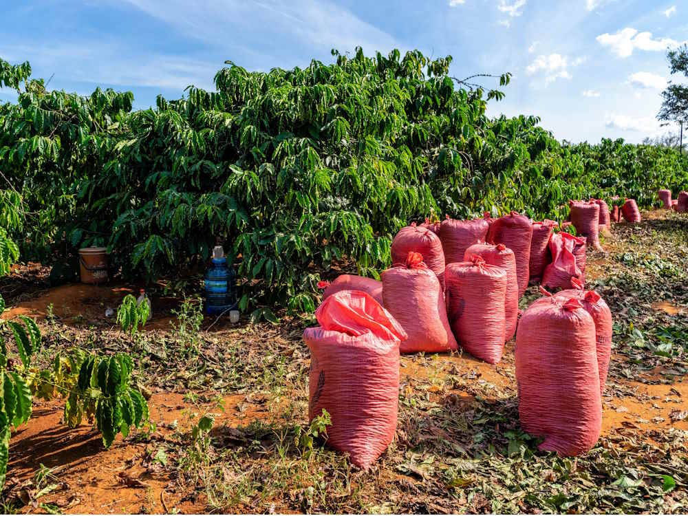 Bags of harvested robusta cherries on a coffee farm.