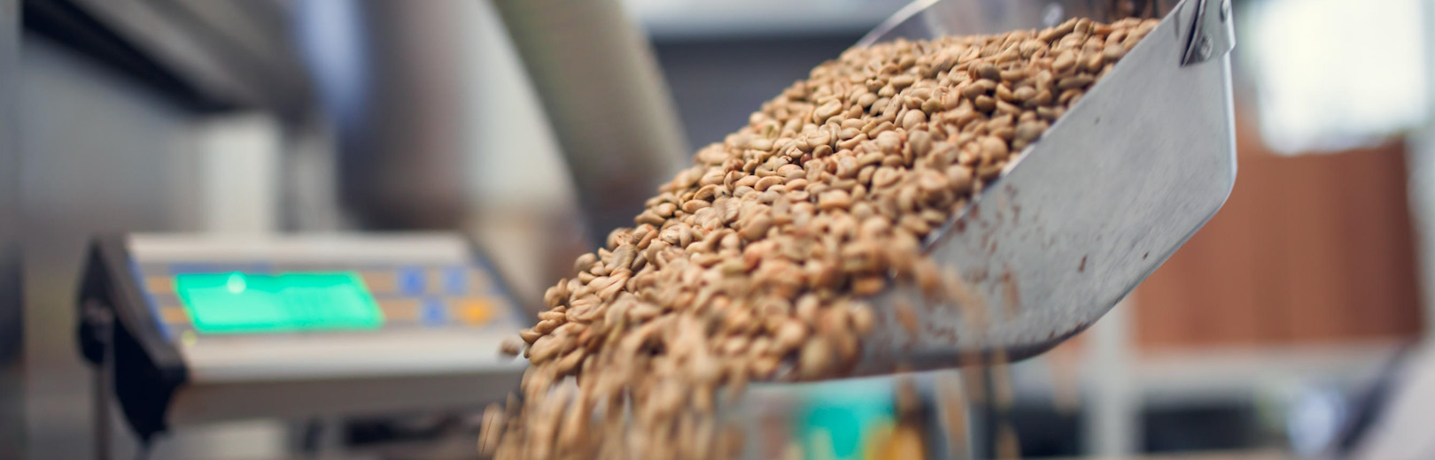 Green coffee beans being emptied into a bucket.