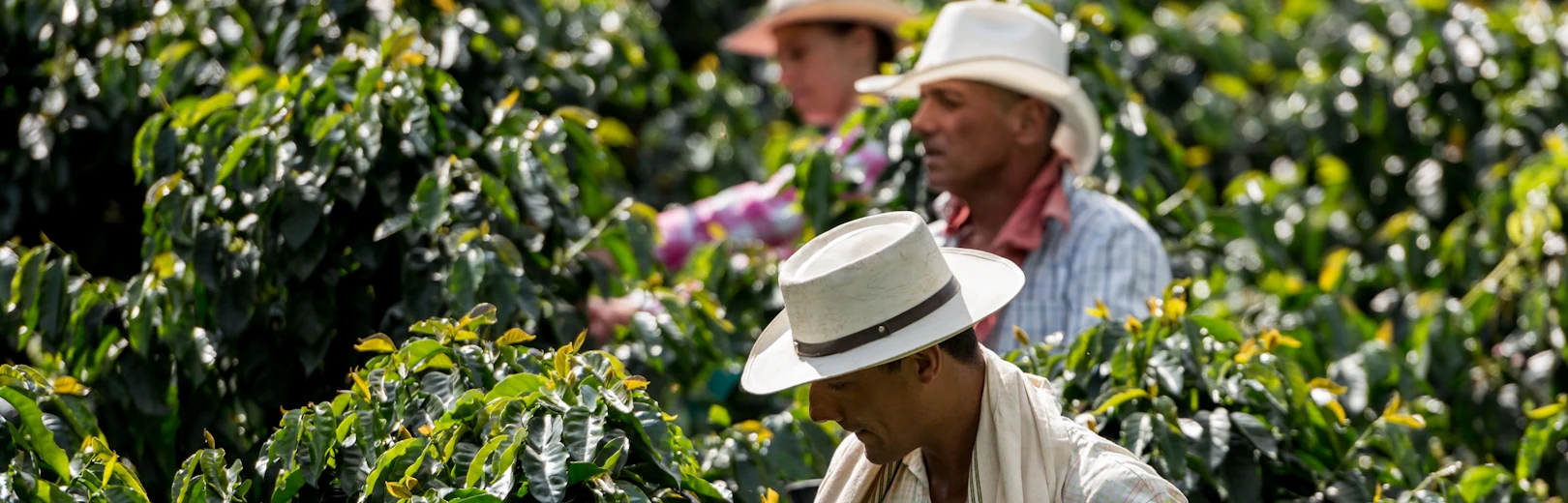 Three coffee producers on a farm in Honduras.