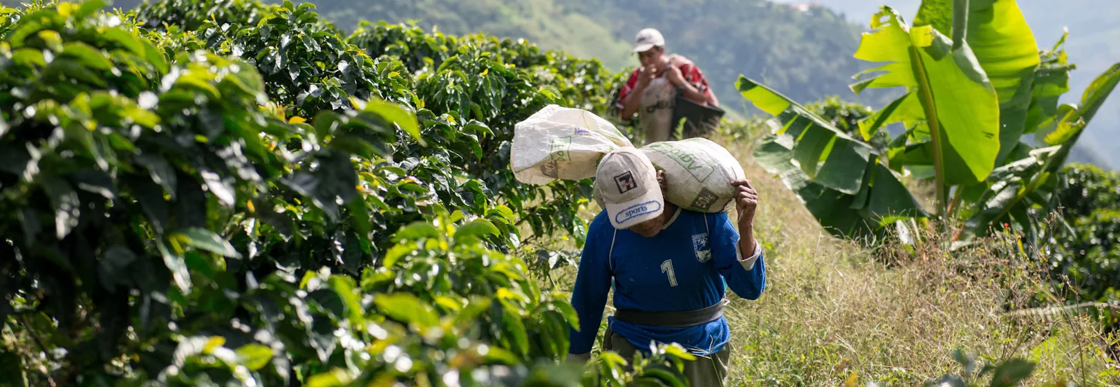 Two men carry sacks of harvested coffee cherries.