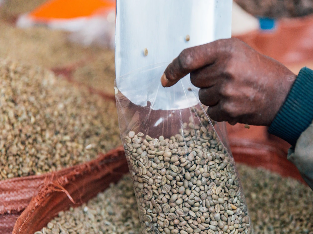 A person pours green coffee into a bag.