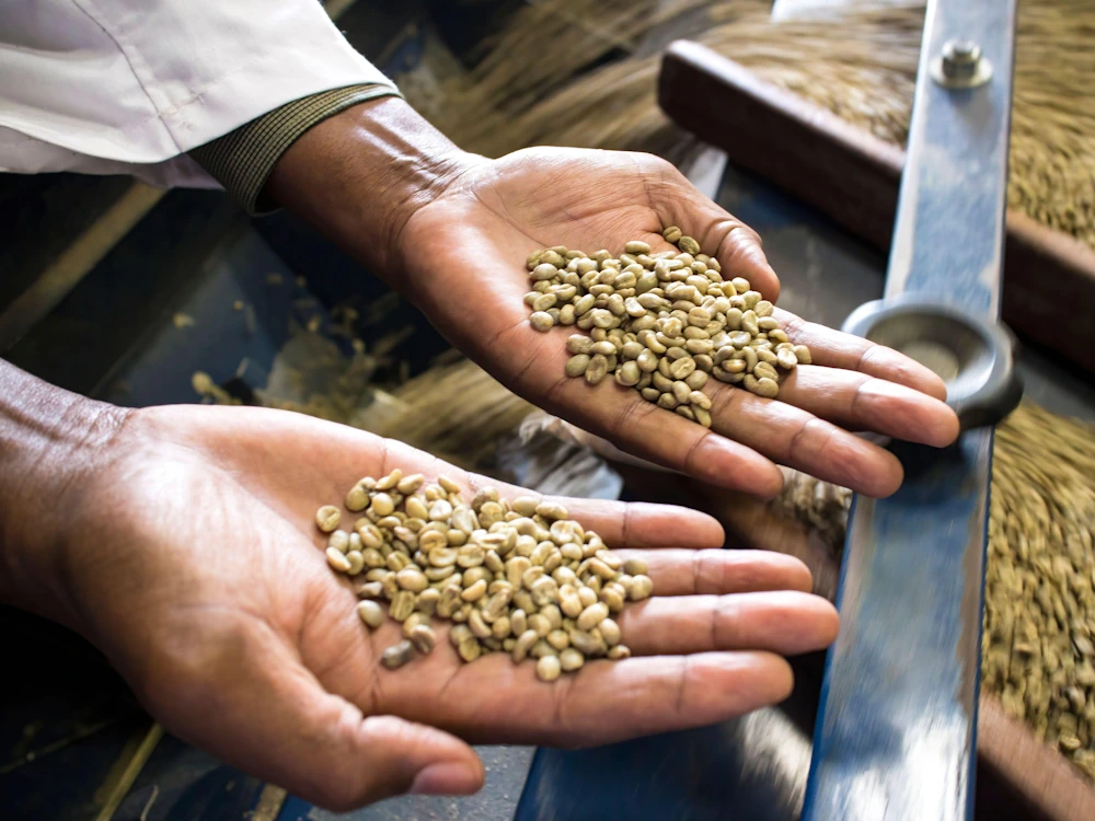 A person sorts green coffee on a farm.